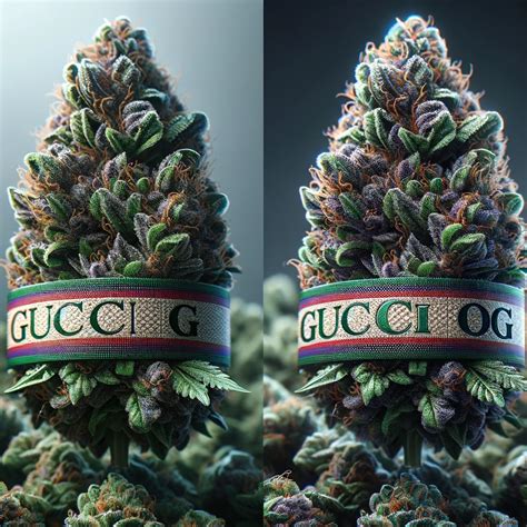 fake gucci smoking weed|gucci og cannabis strain.